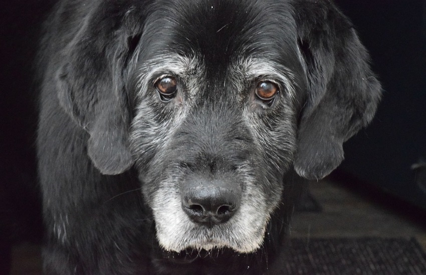 Psí senior